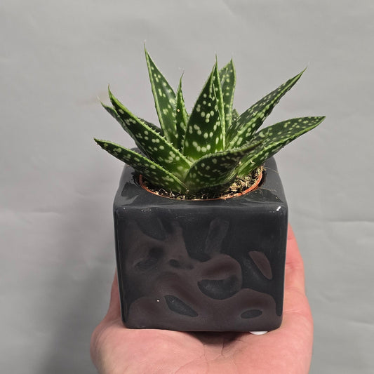 Mini Succulent & Ceramic Pots - Mixed