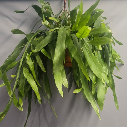 Large Hanging Epiphyllum - pumilum 'Milu'