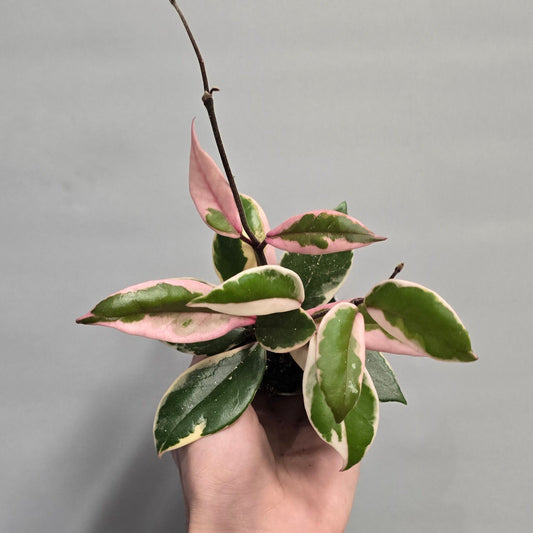 Mini - Hoya Carnosa Flamingo Dream