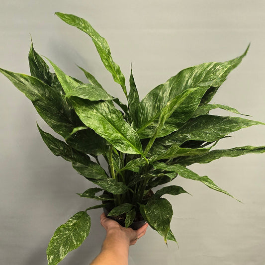 Variegated Peace Lilly - Spathiphyllum
