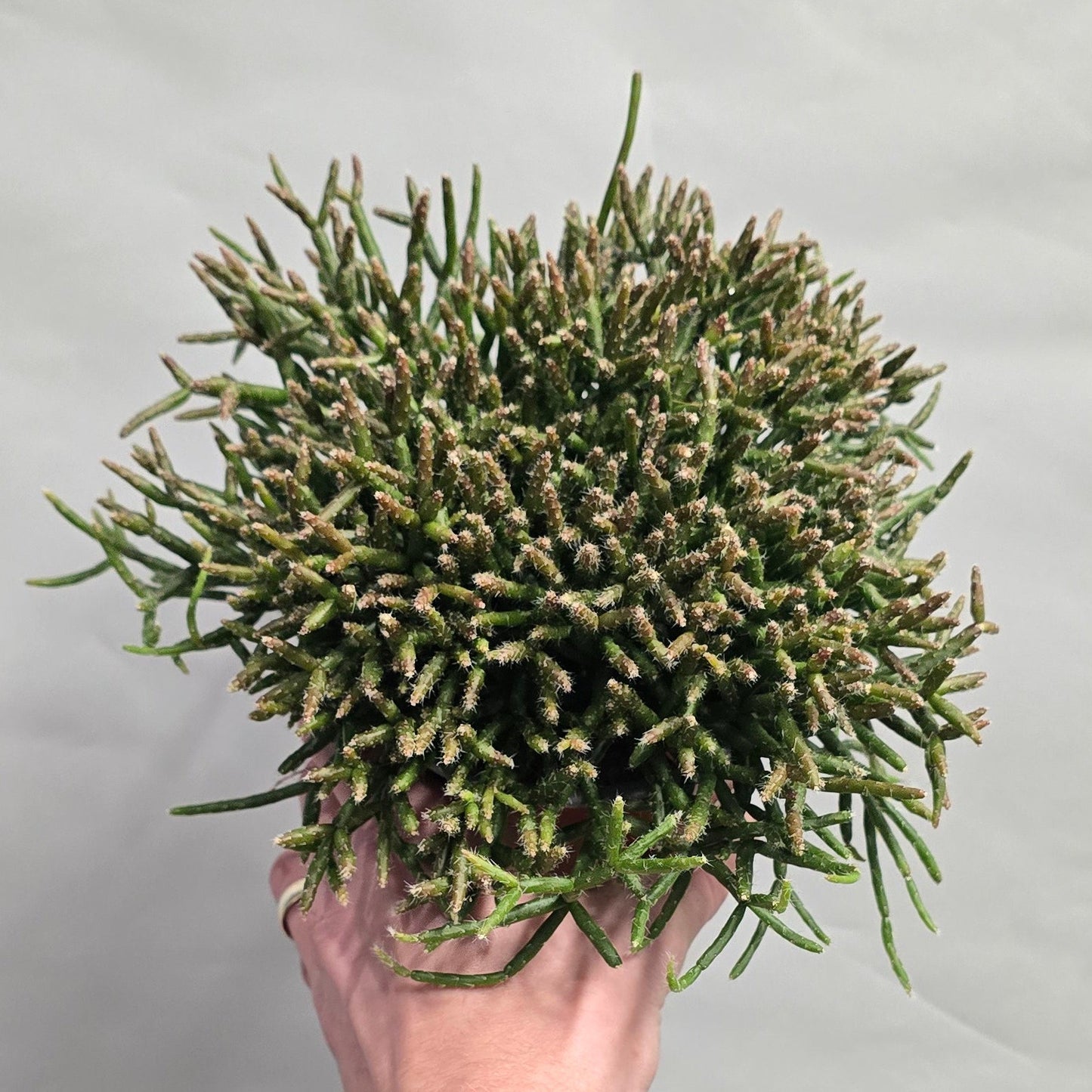 Rhipsalis Cactus - Mixed