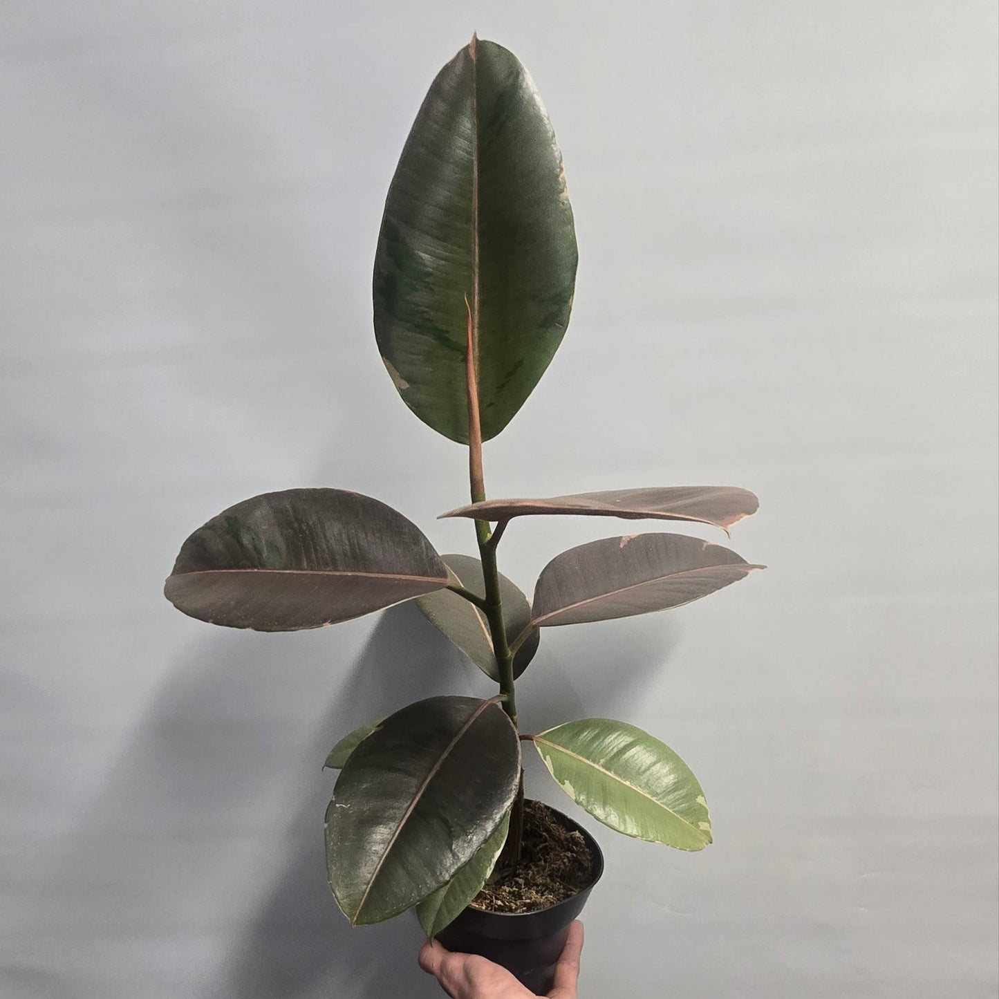 Ficus elastica - Pink Camouflage