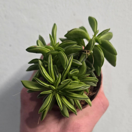 Mini - Peperomia Pepper