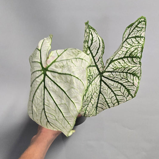 Caladium - White Vein