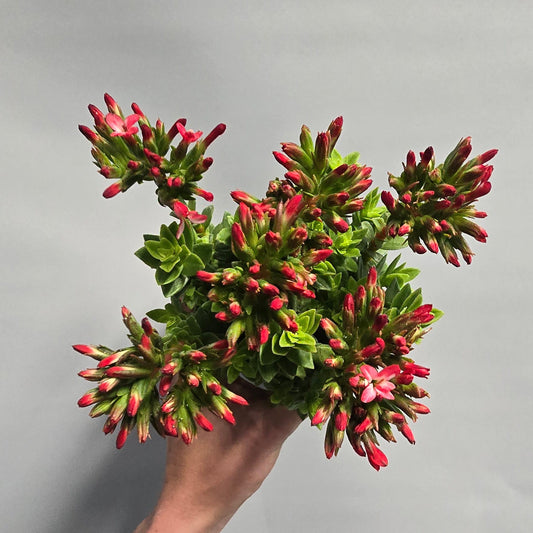Crassula coccinea - Deep Pink