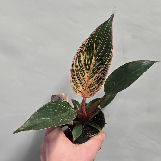 Mini - Philodendron Pink Birkin