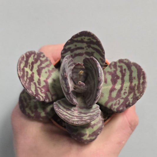 Mini - Kalanchoe Zebra