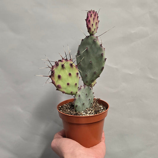 Purple Prickly Pear Cactus - Opuntia