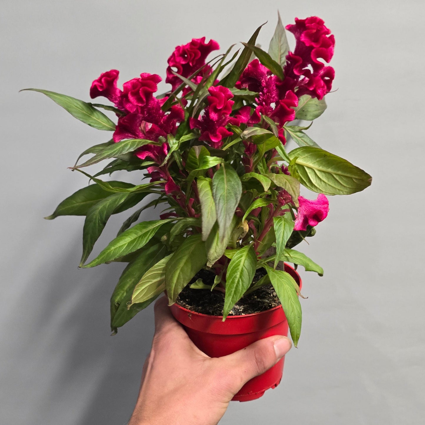 Celosia Cristata - Mixed