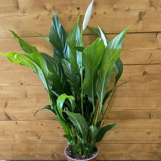 Peace Lilly - Spathiphyllum 50cm