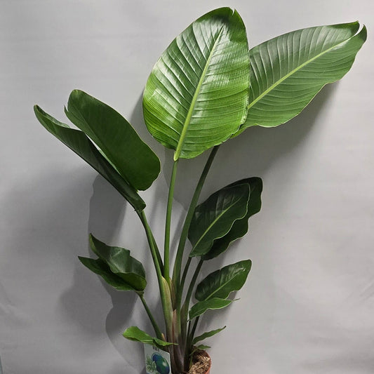 Strelitzia Nicolai - Bird of Paradise