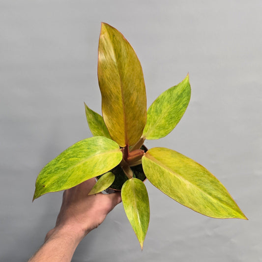 (Auction) Philodendron Orange Marmalade
