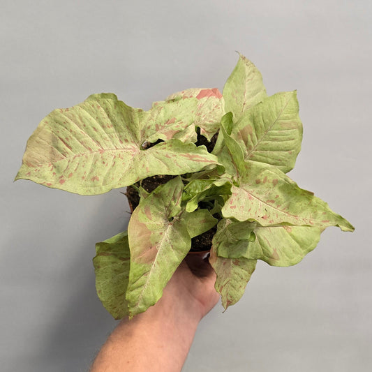 Syngonium Milk Confetti