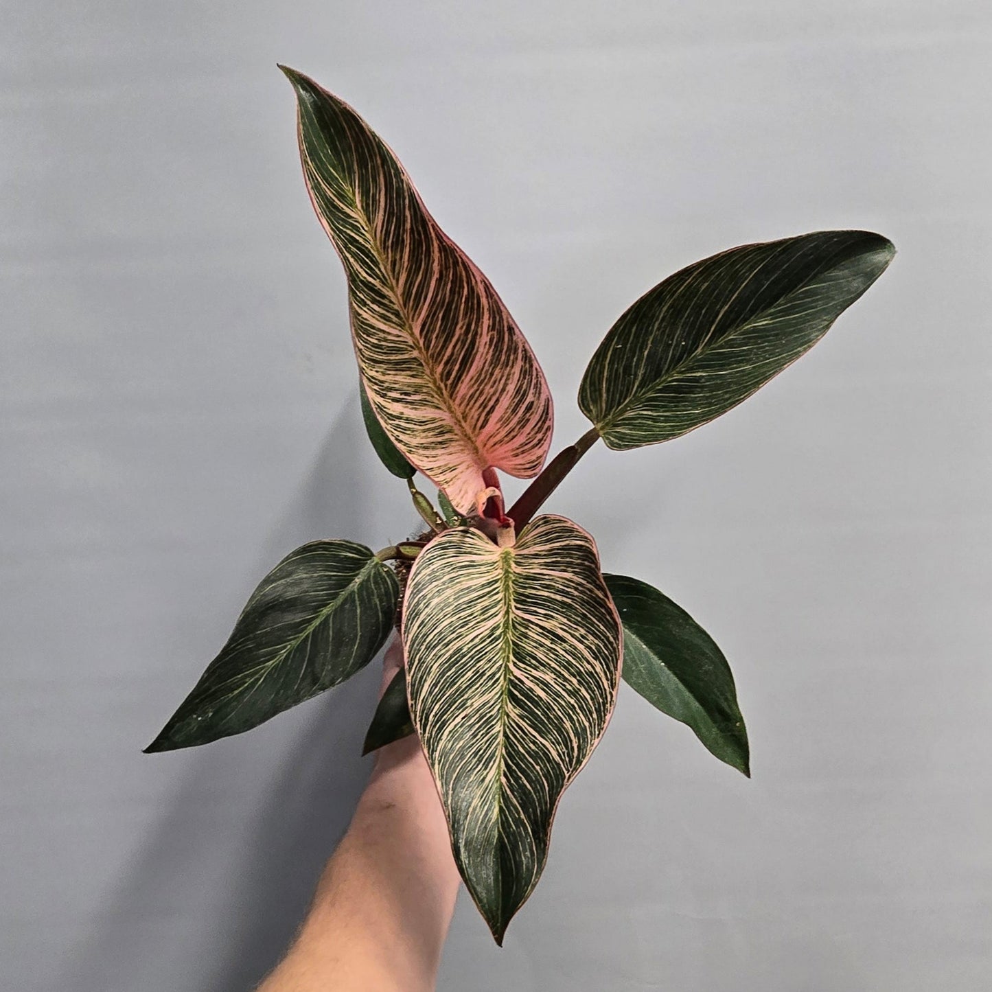 Philodendron Pink Birkin