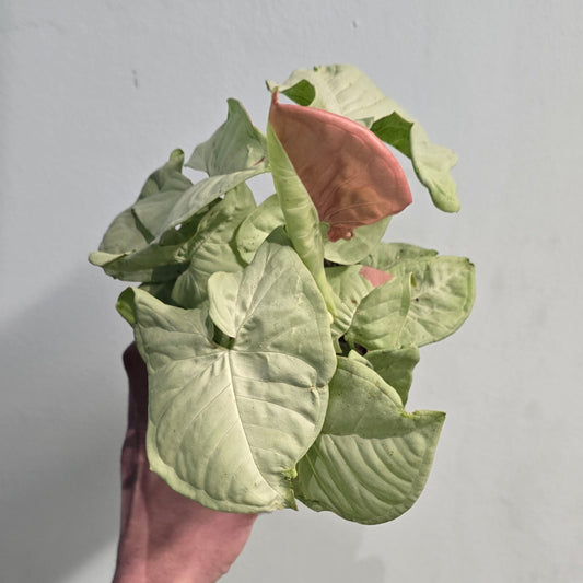 Syngonium Confetti - Pink Splash