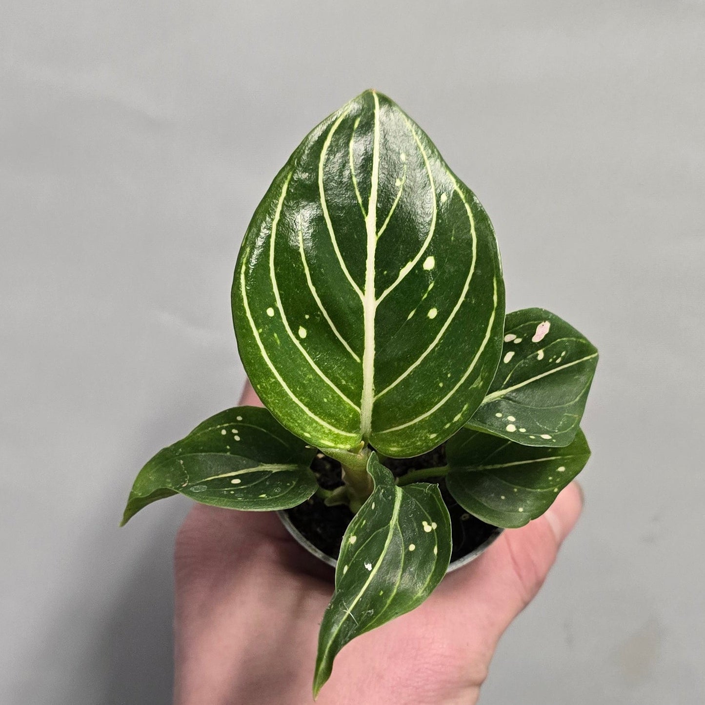 Mini - Aglaonema Mix