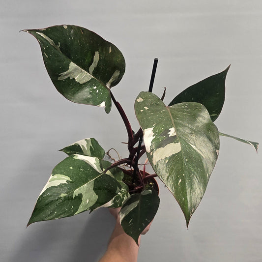 Philodendron Red Anderson Varigated
