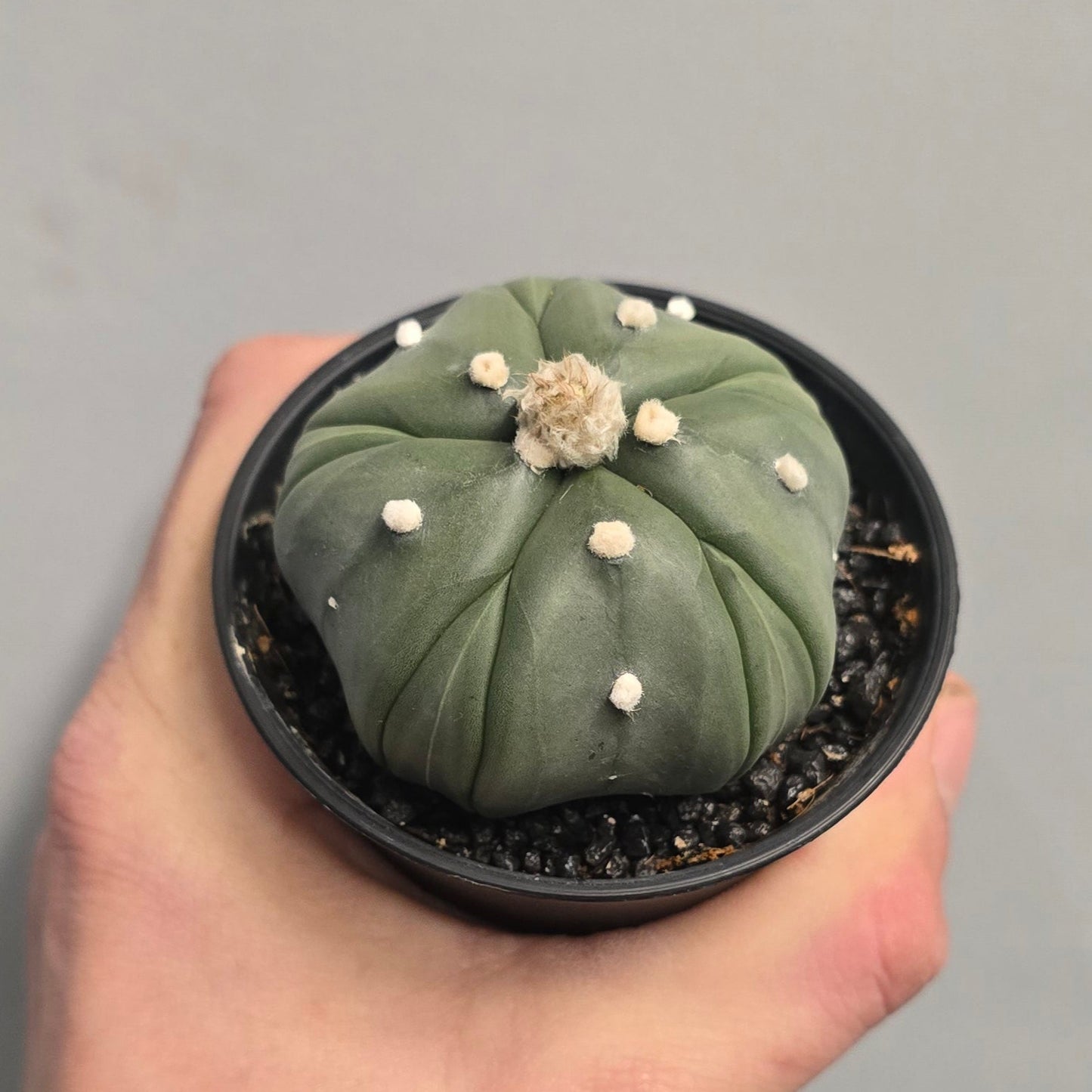 Mixed - Gymnocalycum Mihanovichii Cactus Variegated