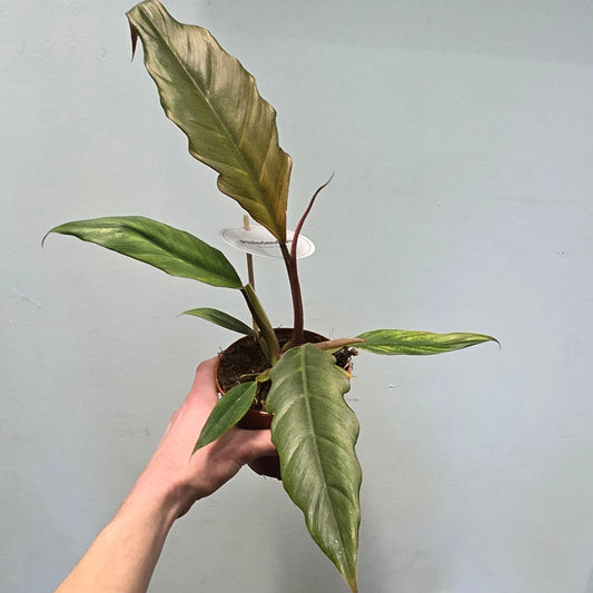 Philodendron Caramel