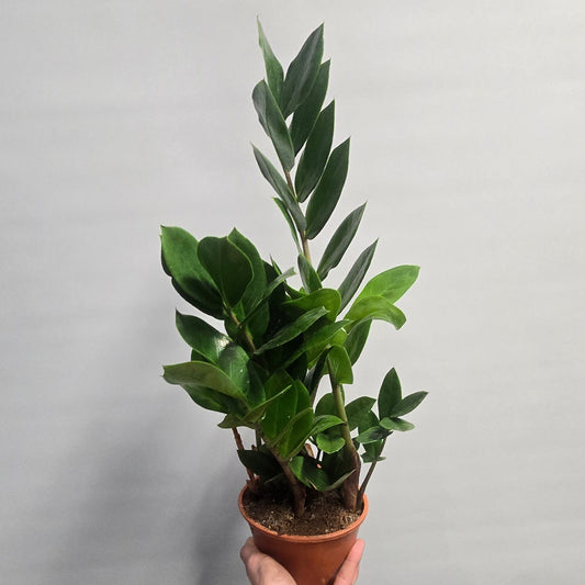 ZZ - Zamioculcas Zamifolia