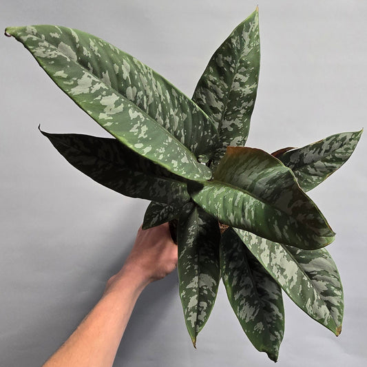 Rare Apoballis Acuminatissima - Purple Sword