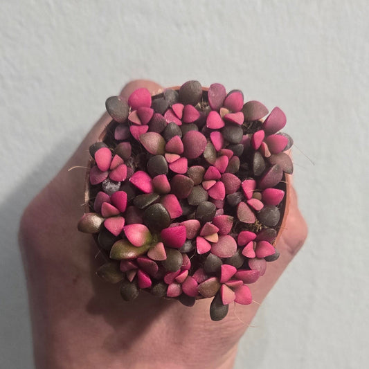 Mini Sedum - Mixed