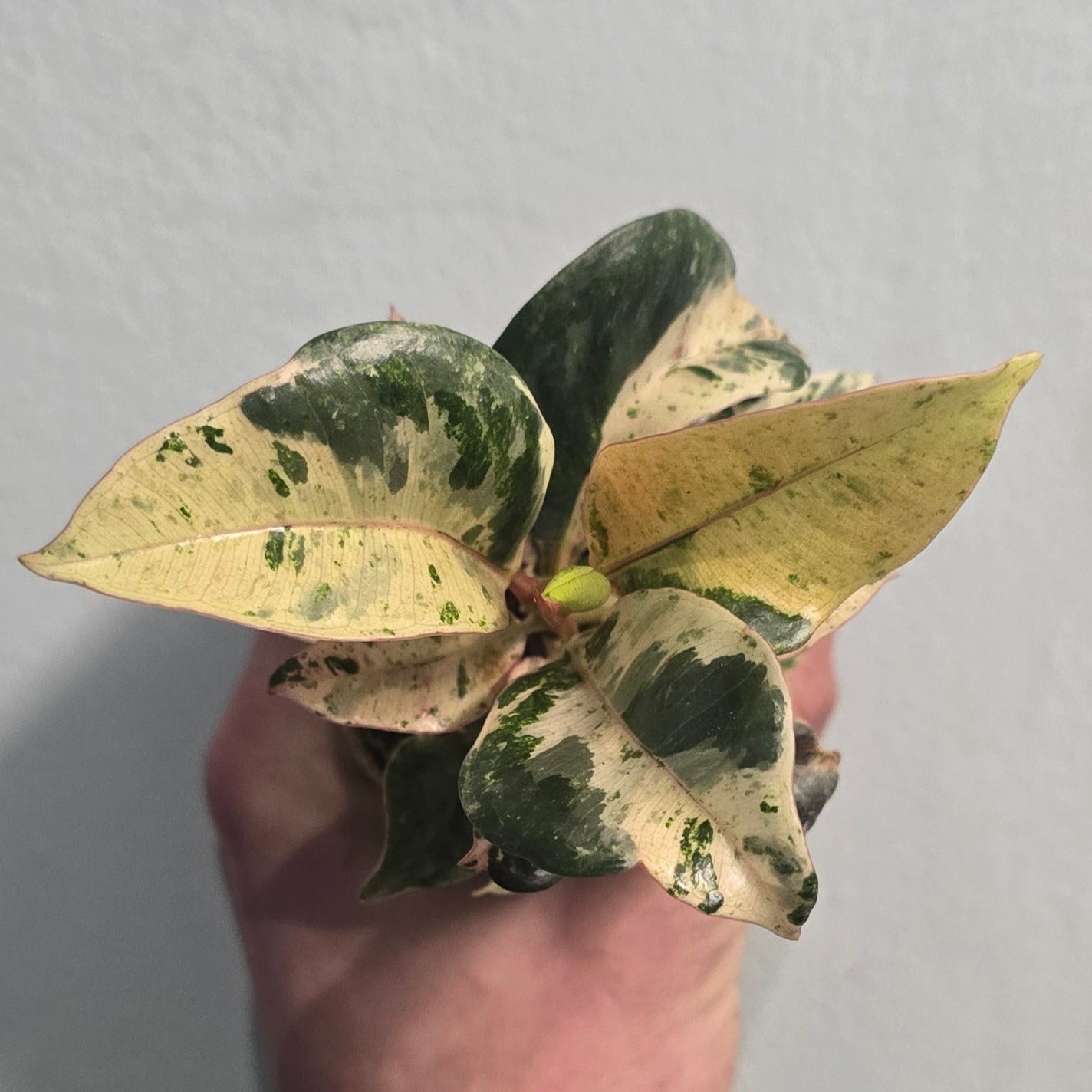 Mini Variegated Ficus - Rubber Plants