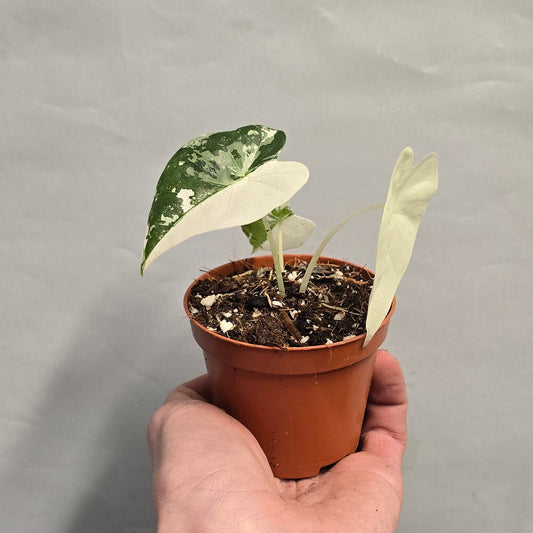 Alocasia Micholitziana Frydek Variegated