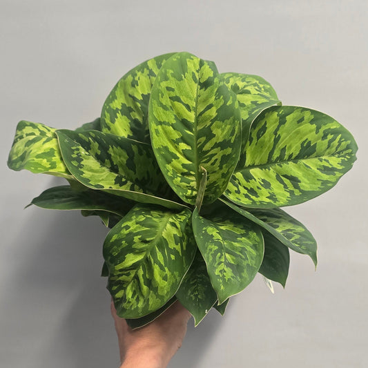 Homalomena Camouflage