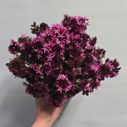 Sedum Spot On Deep Rose