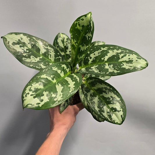 Aglaonema Amazon Silver