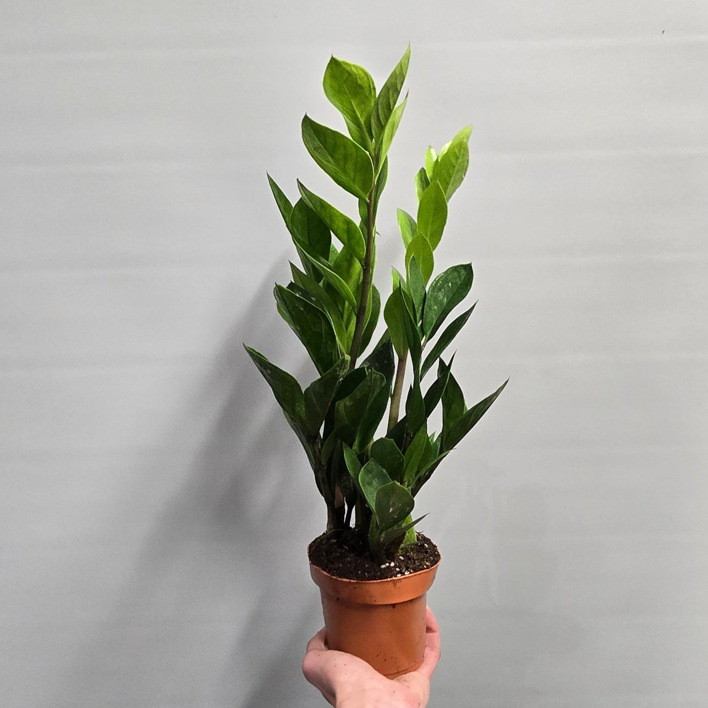 ZZ - Zamioculcas Zamifolia