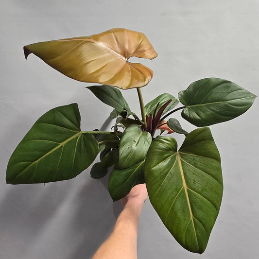 Philodendron Summer Glory