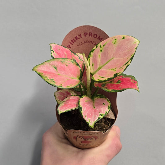 Mini – Aglaonema Pink Promise