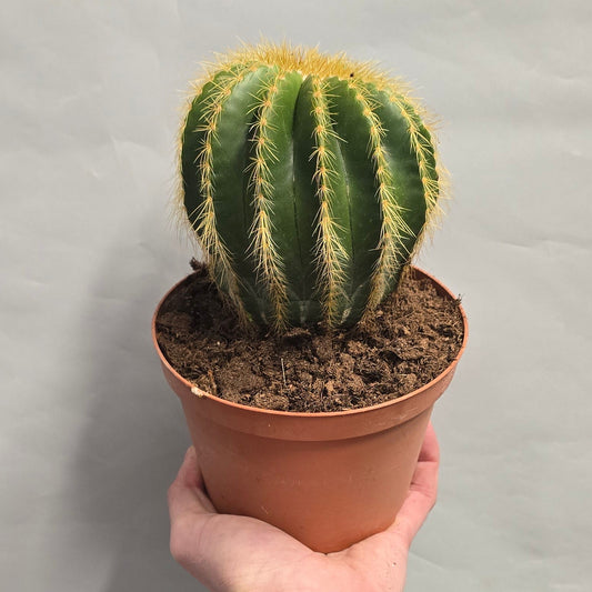 Mixed Cactus