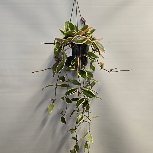 Hanging - Hoya Carnosa Floraganza Flamingo Dream