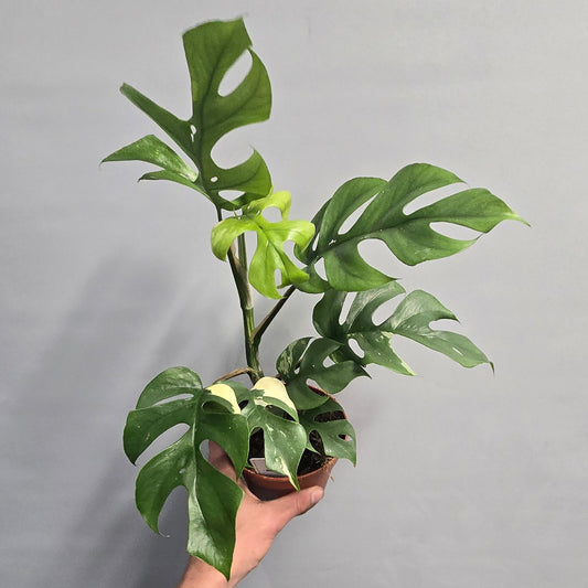 Monstera Minima Variegated - Grade B