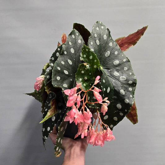 Begonia Maculata Rex Salsa