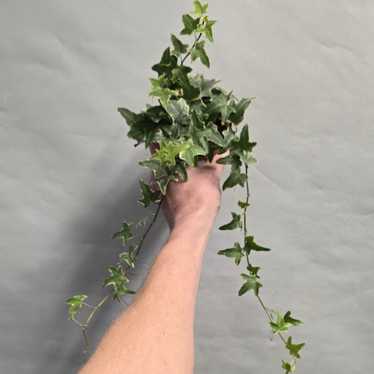 Hendra Helix Ivy - Mona Lisa