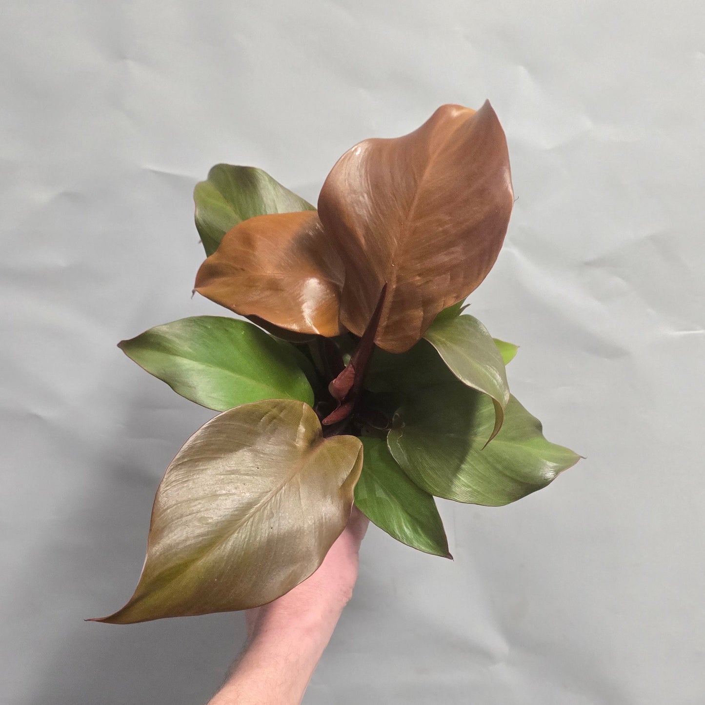 Philodendron Sunlight