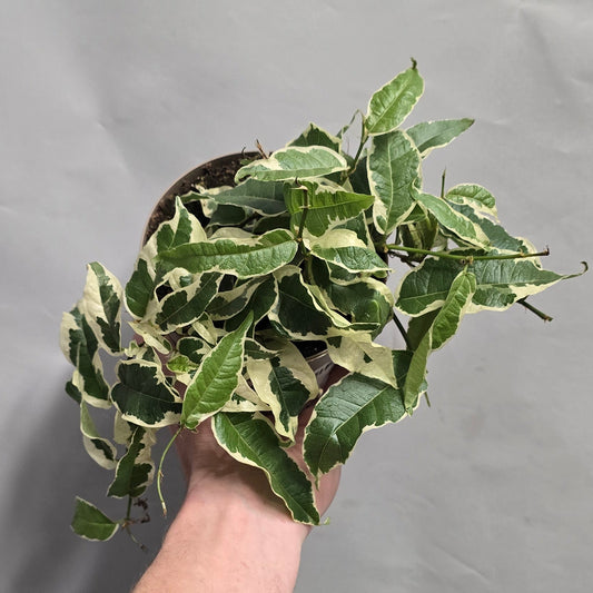 Trailing - Ficus Sagittata White