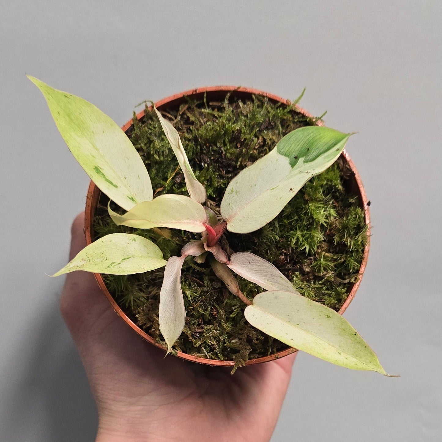 Philodendron Snowdrift