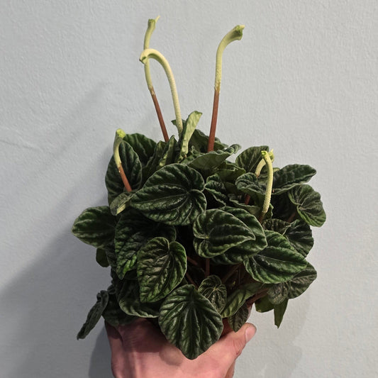 Peperomia - Lilian