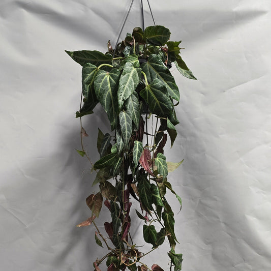 Hanging - Parthenocissus amazonica