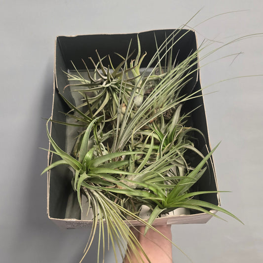 Air Plants - Tillandsia