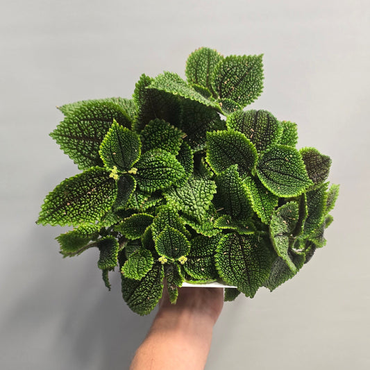 Pilea Alumi - Moonvalley