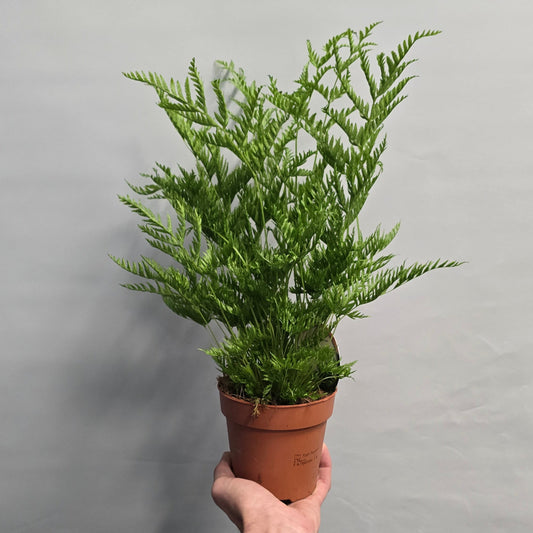 Mother Fern - Asplenium Parvati