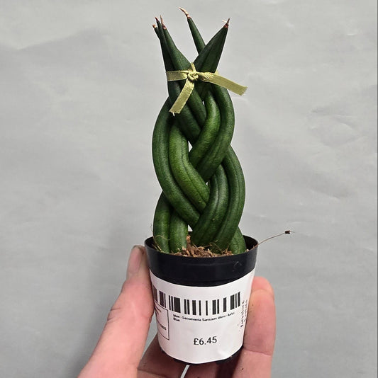 Mini - Braided Sansevieria cylindrica