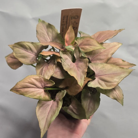 Syngonium Podophyllum Pink Mickey Mouse