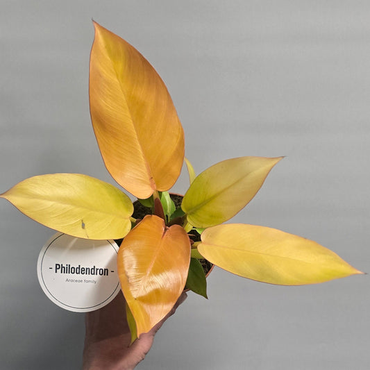 Philodendron - Prince of orange